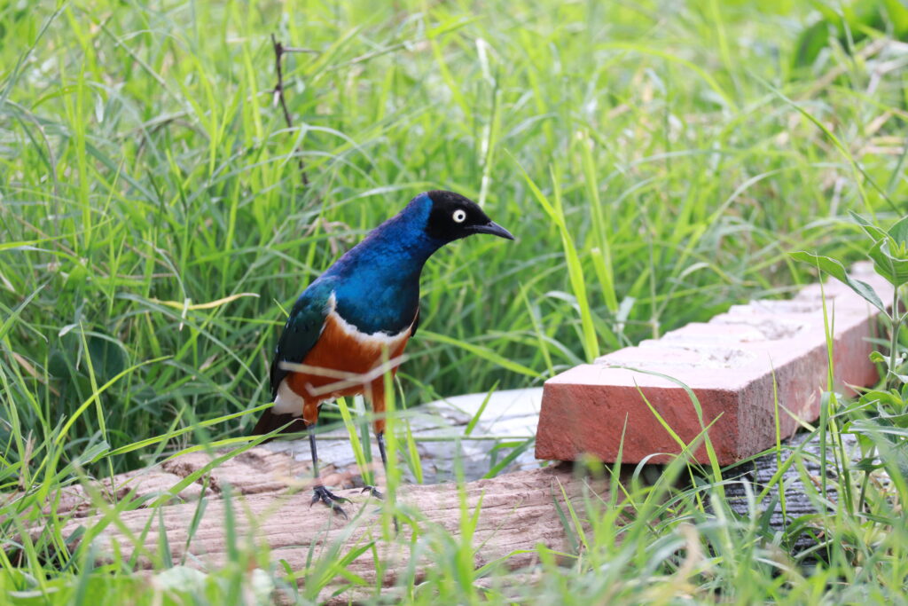 Nakuru rahvuspargi linnuke