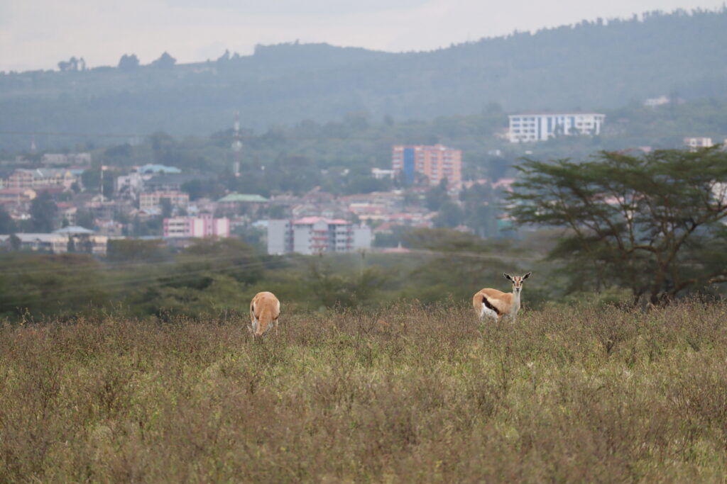 Nakuru rahvuspark ja taamal Nakuru linn