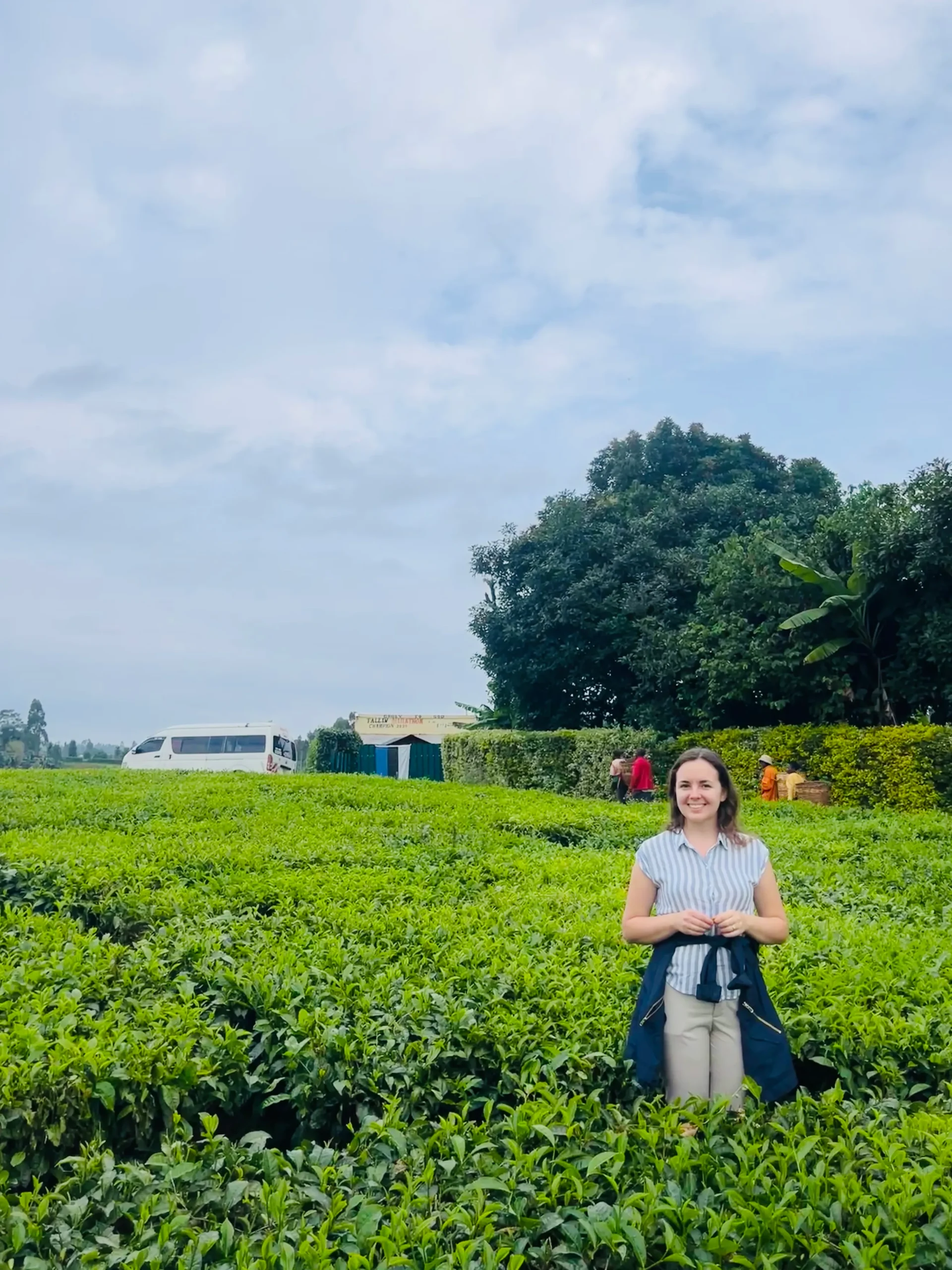 Karatina teeistanduse roheliste teepõõsaste vahel Keenias