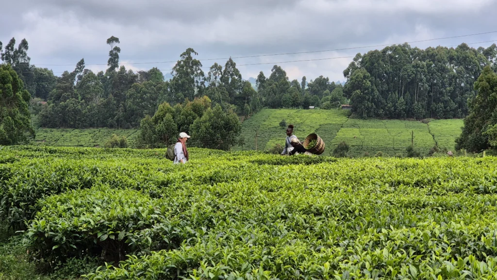 Imelised Karatina teeväljad