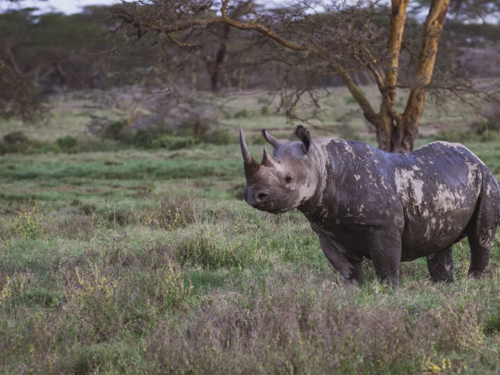Nakuru rahvuspark. Foto: Johanna-Liis Leier