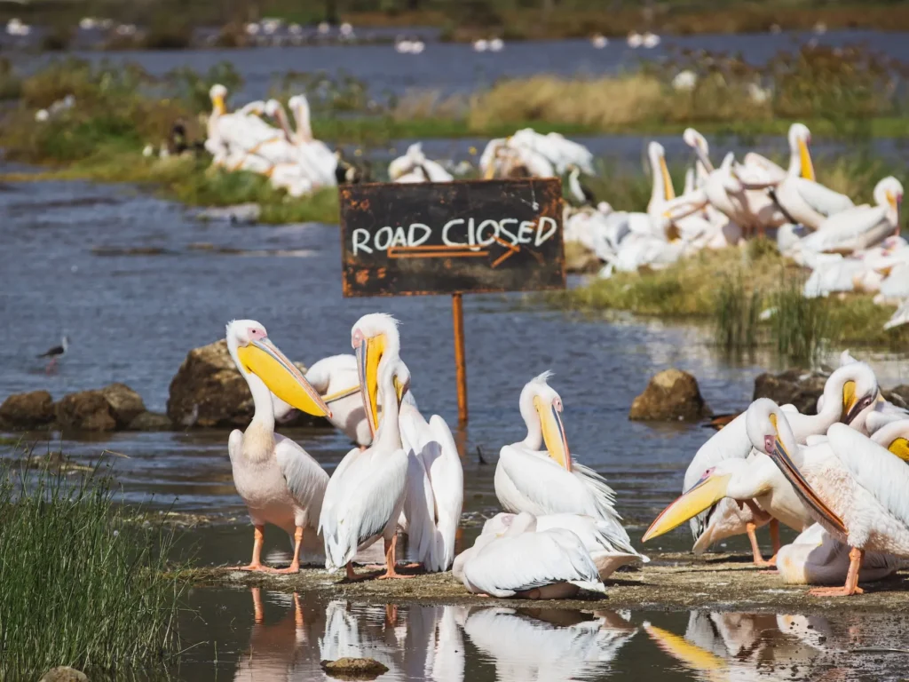 Nakuru rahvuspark. Foto: Johanna-Liis Leier