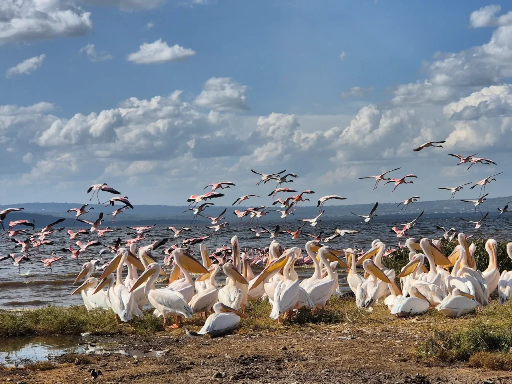Nakuru rahvuspark. Foto: Leho Kesk