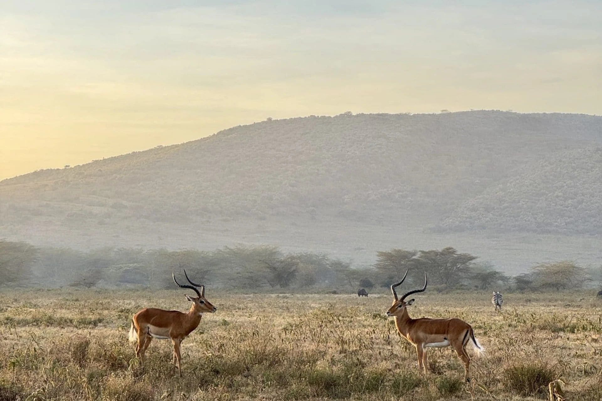 Keenia savann hommikuvalguses - impaalad ja mäed Rift Valleys, reisinõustamise osa