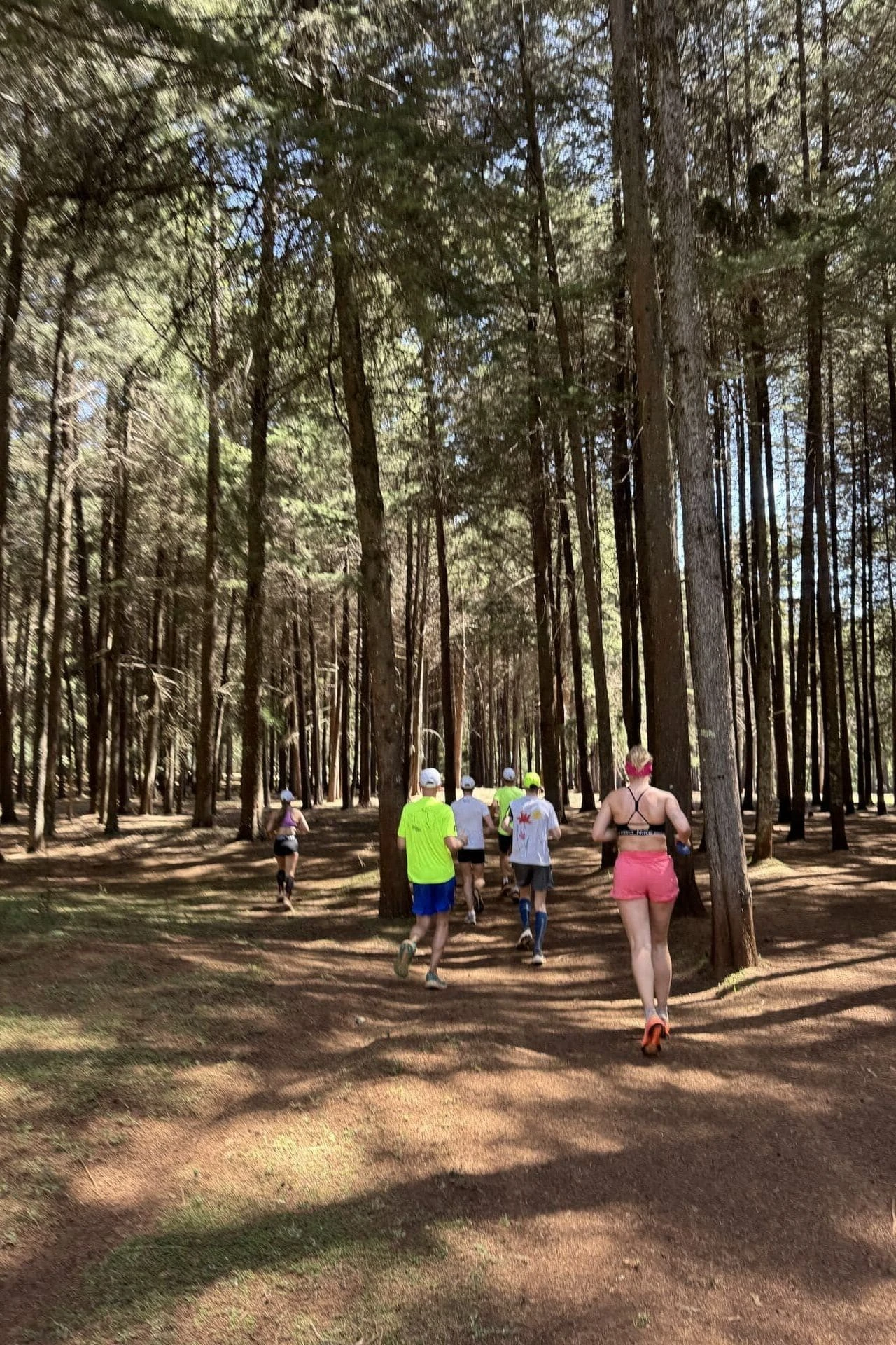 Jooksjad kõrgete eukalüptipuude vahel Keenia metsas
