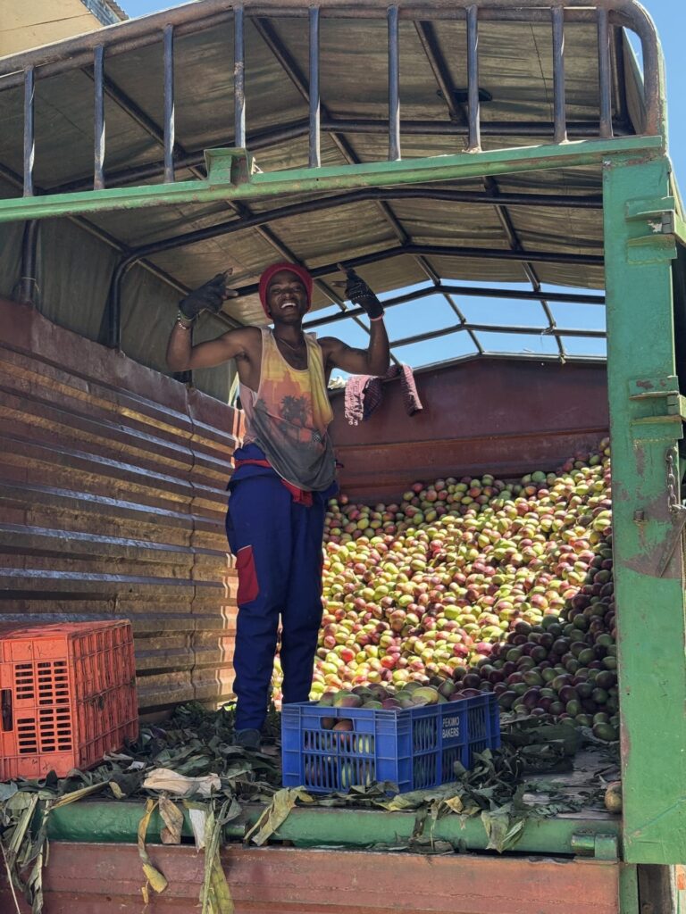 Keenia mees mangodega täidetud veoautos turult