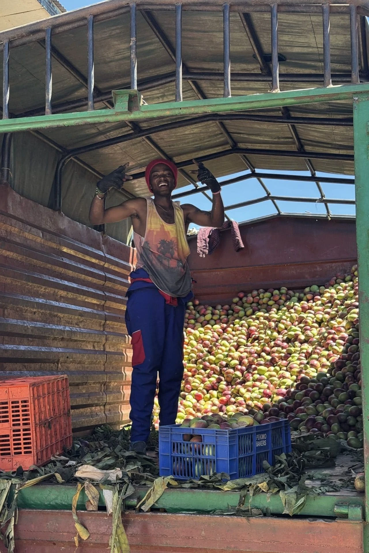 Keenia mees mangodega täidetud veoautos turult