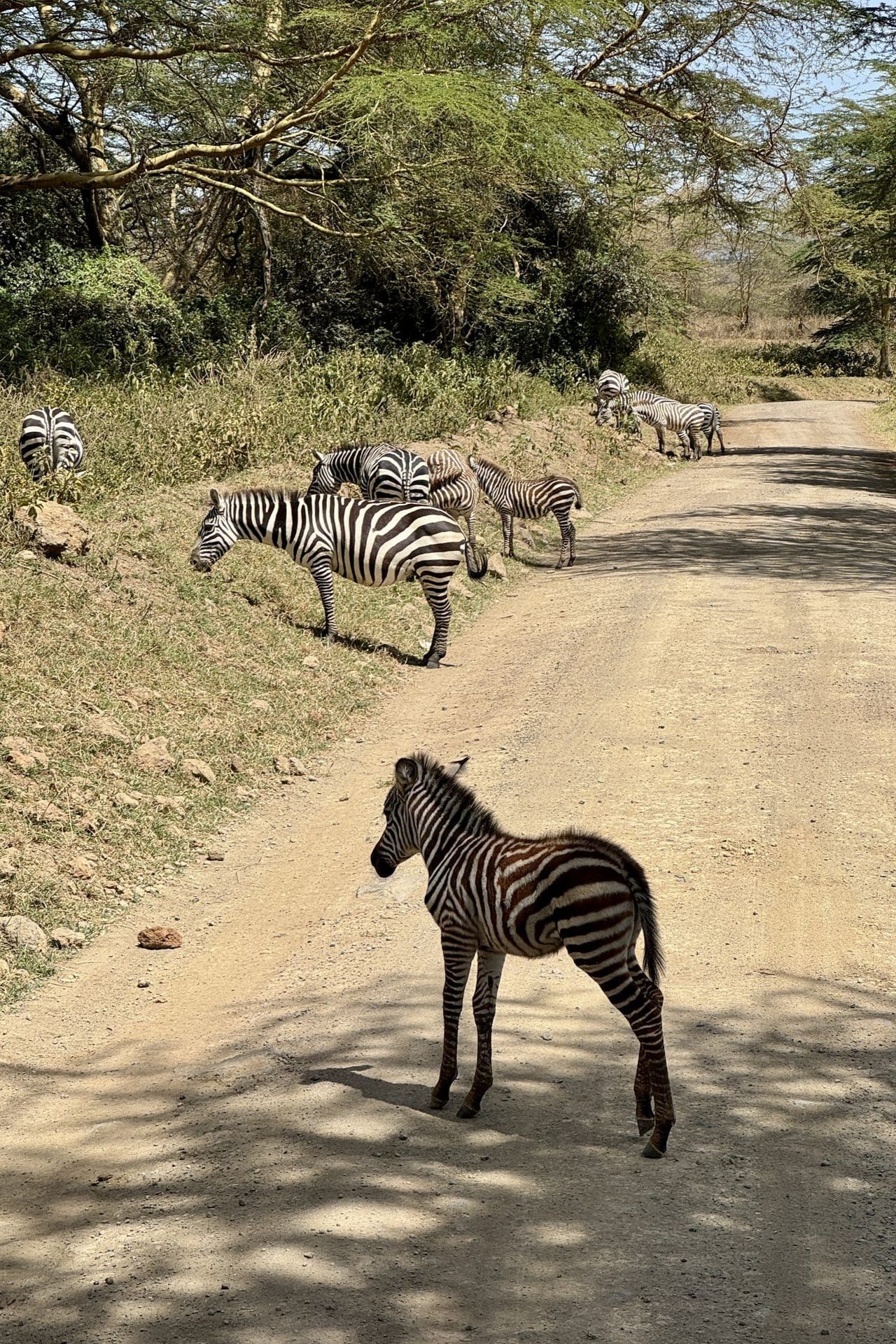 Sebrakari koos vanematega ületab kruusateed Nakuru rahvuspargis Keenias