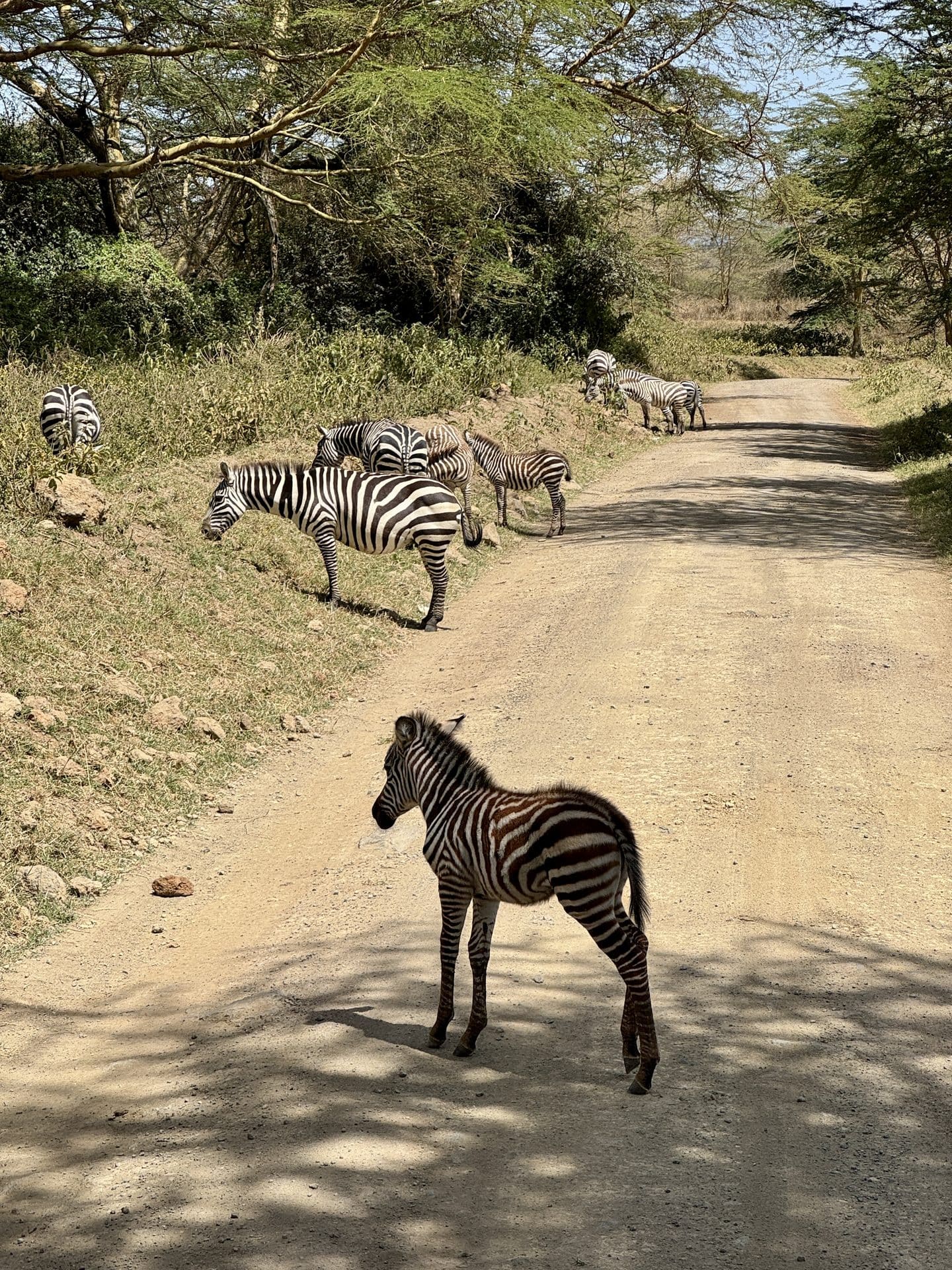 Sebrakari koos vanematega ületab kruusateed Nakuru rahvuspargis Keenias