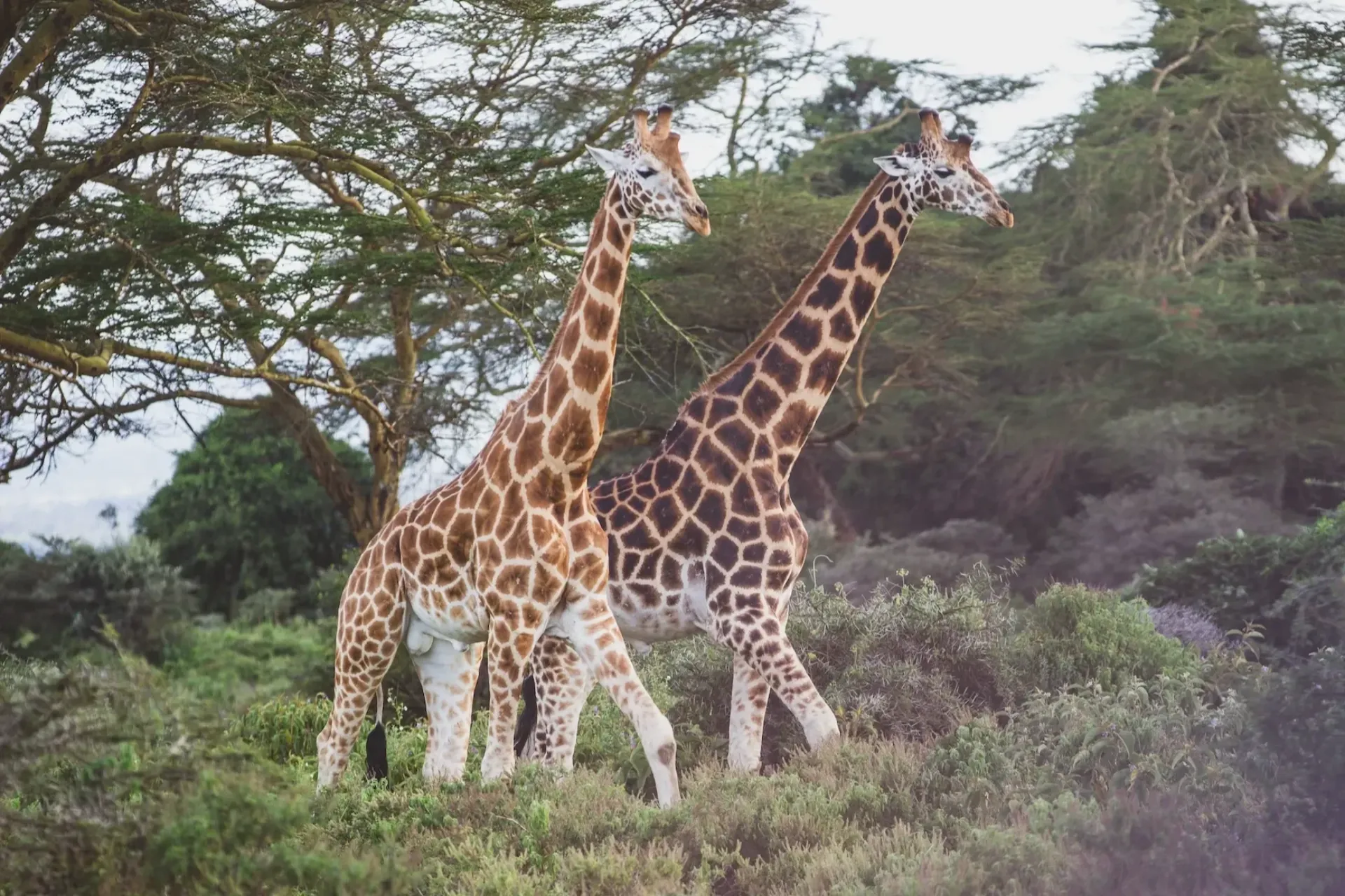 Kaks Rothschildi kaelkirjakut Nakuru rahvuspargis Keenias