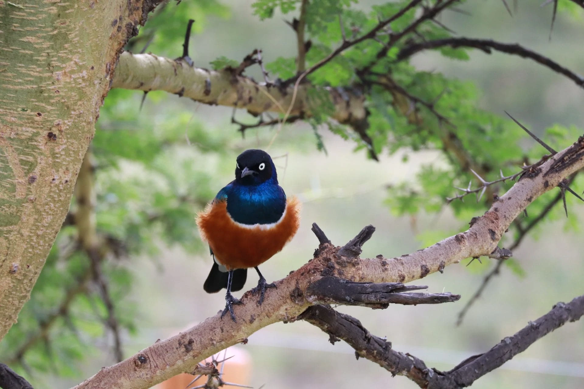 Superb Starling kuldstarling oksal Lake Nakuru rahvuspargis Keenias