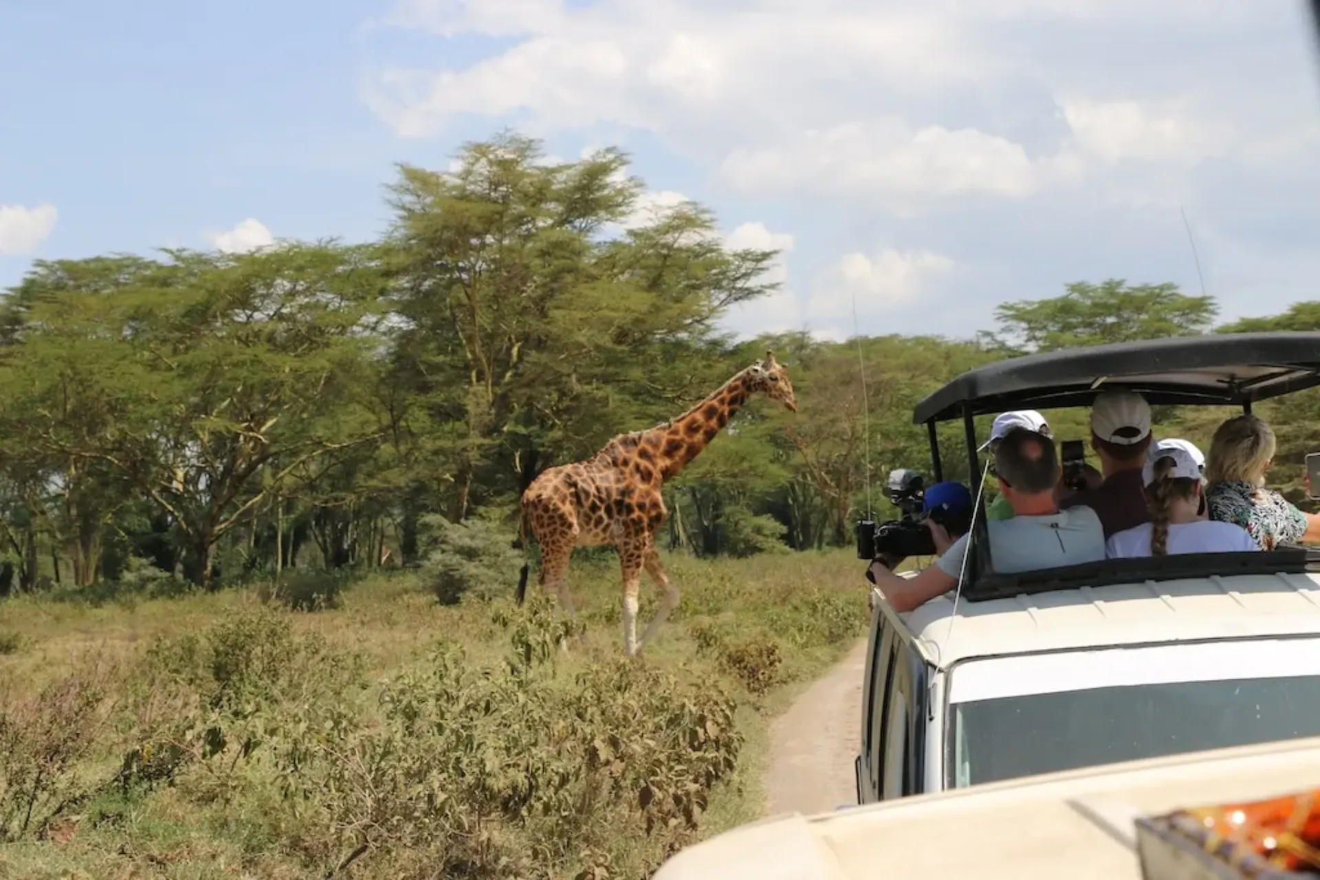 Safari Keenias - kaelkirjak ja reisigrupp jeebis akaatsia metsas